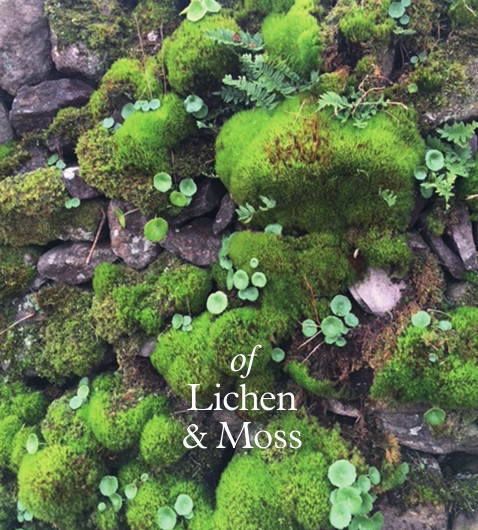 Rocks -- Moss/Lichen